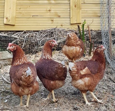 chickens at tractor supply|point of lay chickens for sale near me.